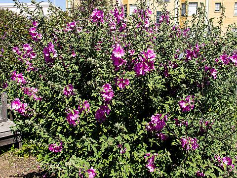 COLOURFUL FLOWERING SHRUB 1X LARGE LAVATERA ROSEA PLANT 3L